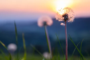 Fotobehang Pusteblume im Abendlicht © Sauerland-Bilder