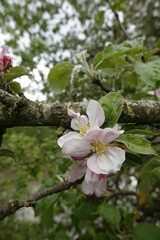 Wide angle close up on the white to pink blossom of the European crab or forest apple, Malus sylvestris