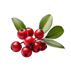 Wintergreen isolated on transparent background