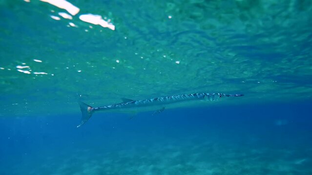 Close up of Garfish swim under surface of water under waves. Sea Needle fish swimming in the blue water on sunny day