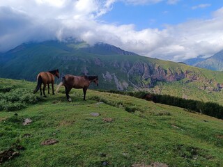 Fototapeta na wymiar horses in the mountains, Georgia