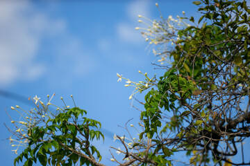 It is a perennial plant about 15 meters tall. It has white, lightly fragrant trumpet-shaped...