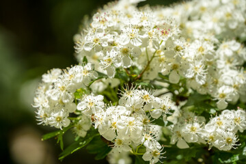 close up of early summer white Hawthorn flowers (Crataegus monogyna)