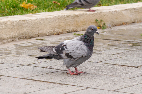 Pigeons and doves in a public park. Birds