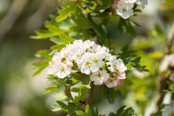 close up of early summer white Hawthorn flowers (Crataegus monogyna)