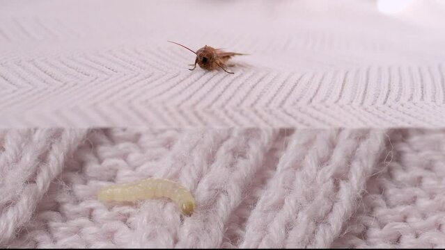 clothes moth caterpillar, larva, crawls on woolen jacket, eats wool, brown insect, Clothes moth, selective focus, Prevention and methods for combating pests, destruction, damage to clothes in house