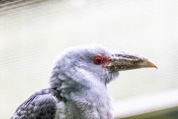 Channel-billed Cuckoo (Scythrops novaehollandiae) in Tropical Elegance.