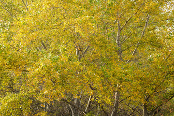 Fototapeta premium Many yellow leaves on a tree, autumn landscape