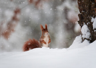 squirrel in the snow