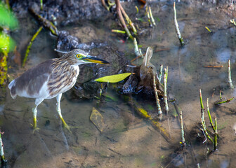 Chinese Pond Heron (Ardeola bacchus) - Serene Beauty by the Waterside