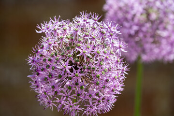 detailed close up of an Allium hollandicum 'Persian Onion' or 'Dutch Garlic'