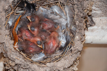 Six swallow chicks, Hirundo Rustica, newborns, sleeping on a feather mattress, in the nest, in spring.