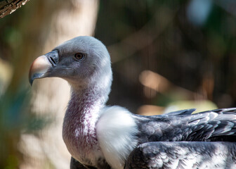 Griffon Vulture (Gyps fulvus) - Majestic Soarer of the Skies