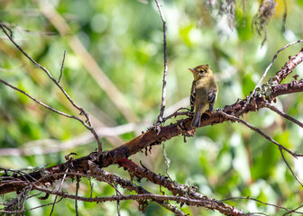 Western Flycatcher (Empidonax difficilis) - Aerial Maestro of Western Skies