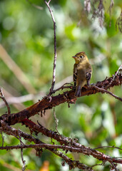 Western Flycatcher (Empidonax difficilis) - Aerial Maestro of Western Skies