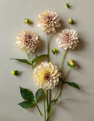 Studio floral display of Dahlia