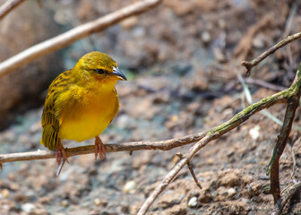 Obraz premium Yellow Taveta Weaver (Ploceus castaneiceps) - Weaver of Sunshine