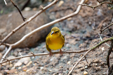 Yellow Taveta Weaver (Ploceus castaneiceps) - Weaver of Sunshine