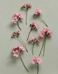 Studio floral display of Geranium
