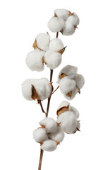 Dry cotton branch on white isolated background