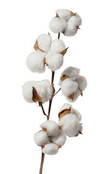 Dry cotton branch on white isolated background