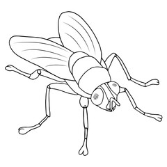 A linear vector illustration of a fly or other insect