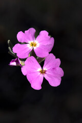 Malcolmia littorea  (Flores silvestres)
