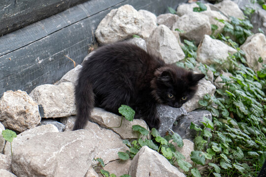 A black kitten sits on the rocks. Small dark brown cat, top view.