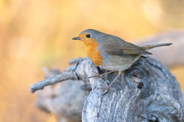 The European robin (Erithacus rubecula), is a small insectivorous passerine bird.