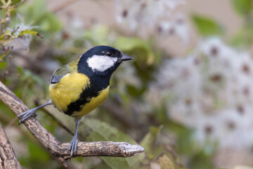 The great tit (Parus major) is a passerine bird in the tit family Paridae.