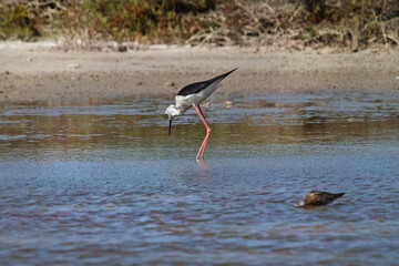 Uccelli di palude - Mazara del Vallo Sicilia Italia 