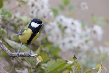 The great tit (Parus major) is a passerine bird in the tit family Paridae.