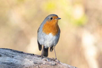 The European robin (Erithacus rubecula), is a small insectivorous passerine bird.