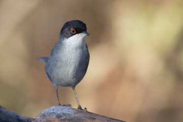 The Sardinian warbler (Curruca melanocephala) is a common and widespread typical warbler from the Mediterranean region. 