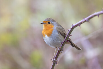 The European robin (Erithacus rubecula), is a small insectivorous passerine bird.