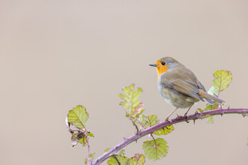 The European robin (Erithacus rubecula), is a small insectivorous passerine bird.