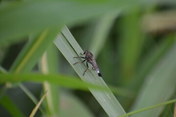 mosquito exotico