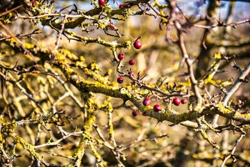 Wassenaar, Netherlands - November 06 2020 : red currents or berries are the last that hang on these branches in the fall, with moss growing giving it a mysterious look