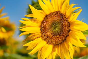 A Close-Up of a Vibrant Sunflower Against a Serene Blue Sky. A close up of a sunflower with a blue sky in the background