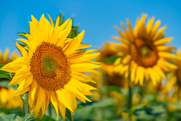 Naklejka premium A Beautiful Field of Sunflowers With a Blue Sky in the Background. A field of sunflowers with a blue sky in the background