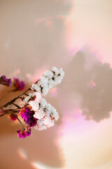 Mock up. White, pink flowers of static on pink blurred background. Layout for postcards,invitations.