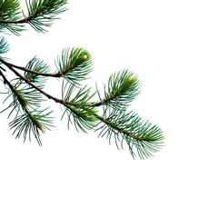 branch of pine  on Transparent Background