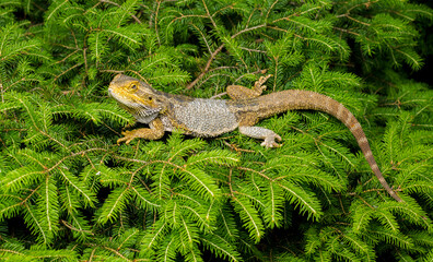 Agama dragon portrait close-up