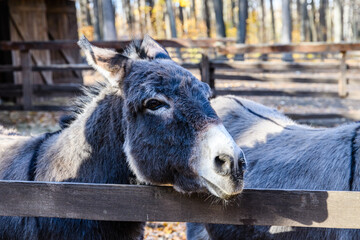 Donkey in paddock at the farm in countryside