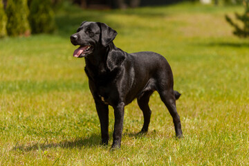 black labrador stands on green grass and looks to the side