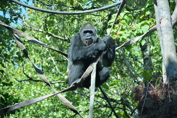Gorila