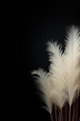 Striking contrast of delicate white pampas grass plumes against a deep black background, offering a dramatic and sophisticated visual appeal. Vertical backdrop with copy space for text.