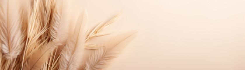 Elegant beige pampas grass plumes on a smooth beige background with ample copy space, evoking a serene and natural aesthetic. Boho style. Natural backdrop with pastel colors. Banner.