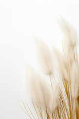 Delicate pampas grass plumes gracefully poised against a clean white background, providing a sense of calm and minimalistic elegance. Boho style. Vertical backdrop with copy space. - obrazy, fototapety, plakaty