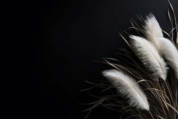 Striking contrast of delicate white pampas grass plumes against a deep black background, offering a dramatic and sophisticated visual appeal. Copy space for text.